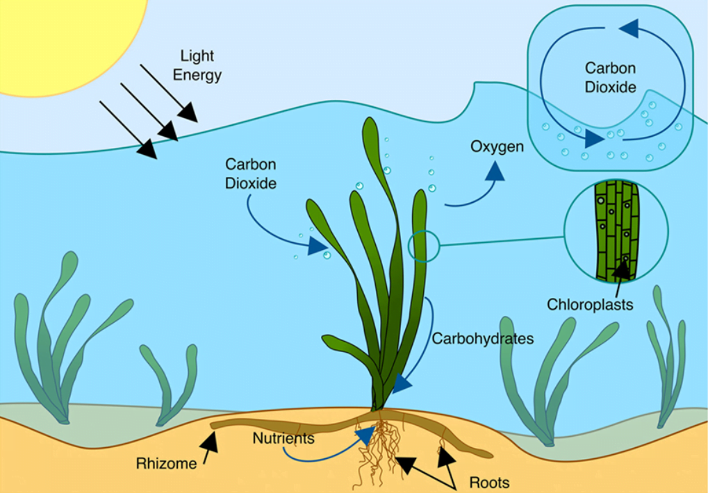 photosynthesis diagram