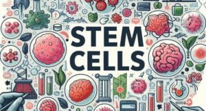 stem cells